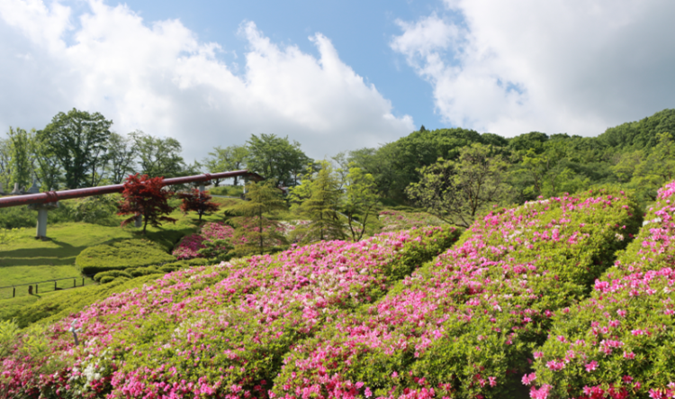 水道つつじ公園の様子